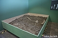 VBS_0988 - Dinosauri. Terra dei giganti